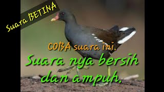 Download lagu Suara burung mandar batu BETINA|bentiung|Peruk.Suara tunggal.#suara burung # jaring malam. mp3