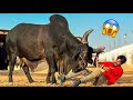 1 CRORE K CHAND BAIL NE TAKKAR MAR DI🤬 COW MANDI VLOG | MISHKAT KHAN
