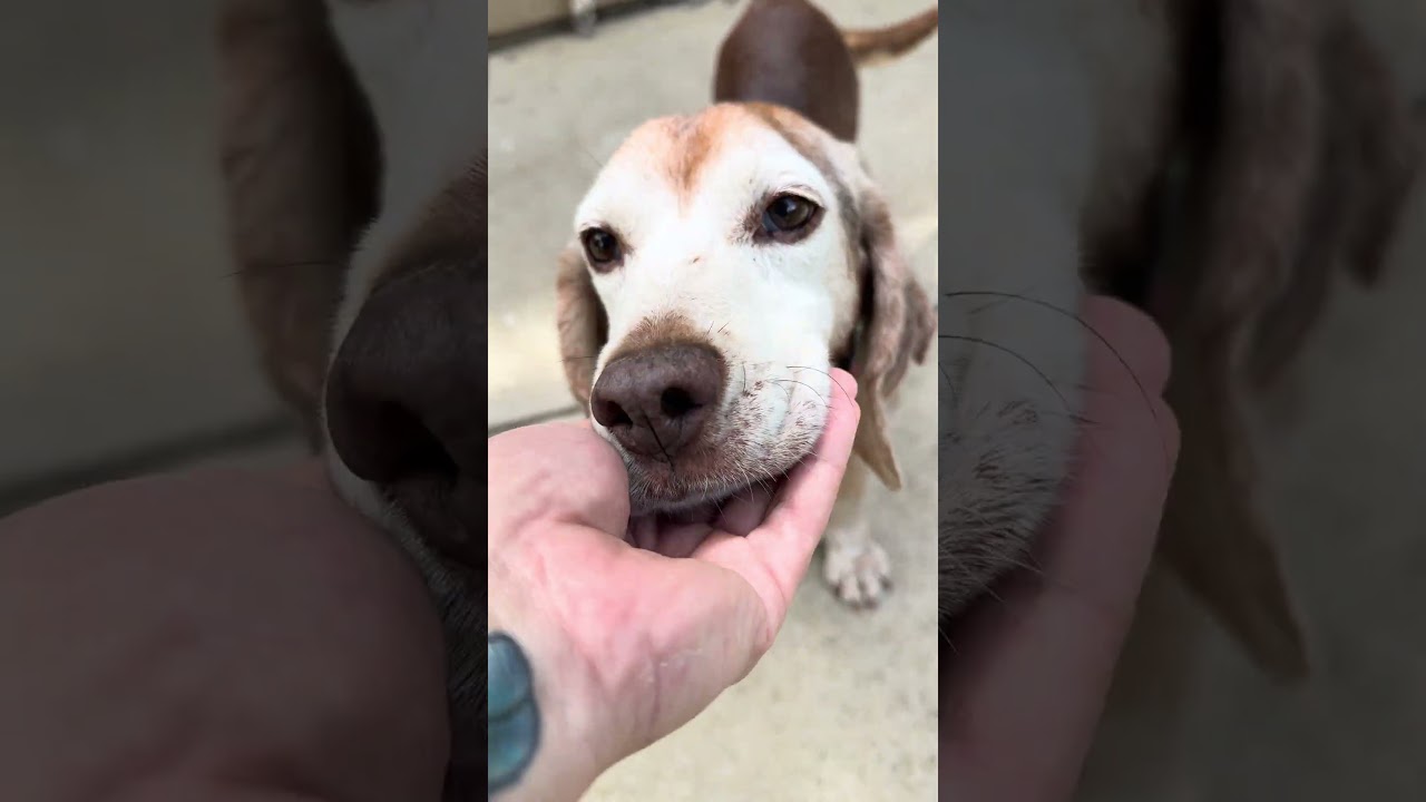 Enlarge Bagel, a ADOPTABLE Beagle in Franklin, TN video 6/6