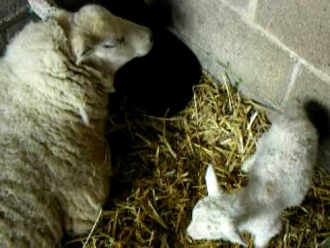 Lambing Live