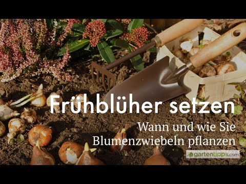Frühblüher setzen - wann und wie?