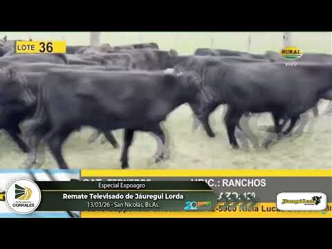 13-03-26 - Remate de Jáuregui Lorda en Expoagro, San Nicolás, Bs.As.