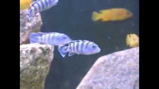 Lake Malawi biotope tank.