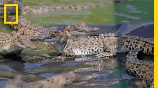 The Border Between Crocs and Humans | Explorer