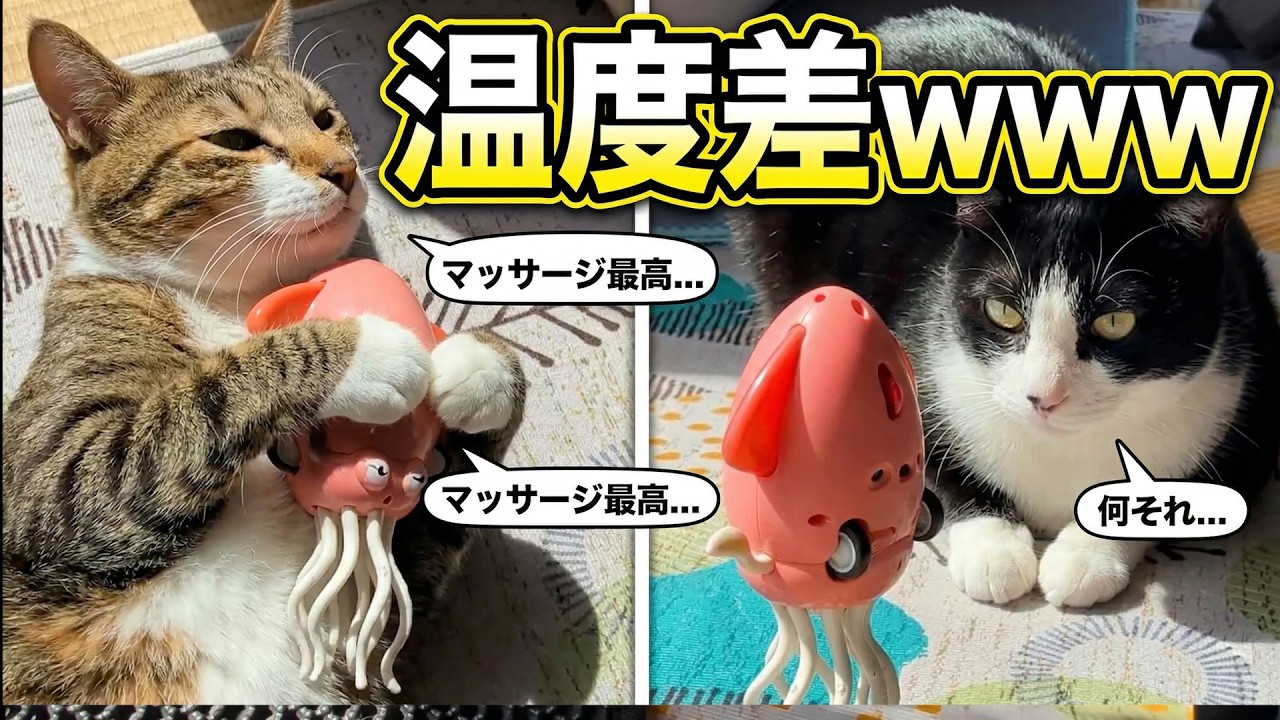 【温度差エグい】巷で噂の「謎のイカおもちゃ」を風呂好き猫に与えた結果…1匹だけマッサージ機として使いこなしてて腹筋崩壊www