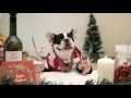 Christmas Feast A Family Of Dogs Eating With Human Hands