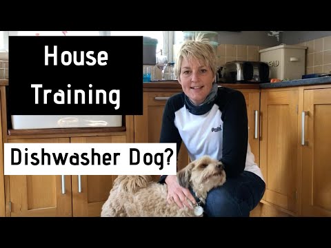 HOW TO... keep your dog out of the Dishwasher!