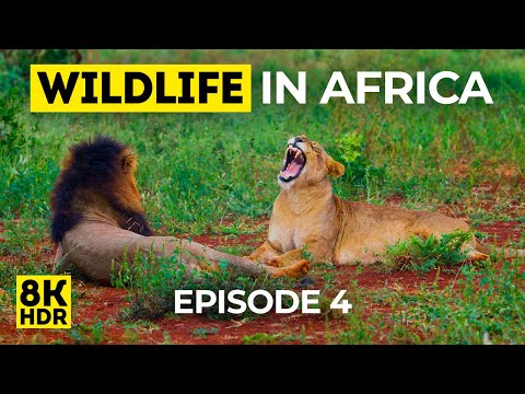 8K HDR Wildlife in Africa - Episode 4 - Animals & Birds of KwaZulu-Natal with Real Nature Sounds