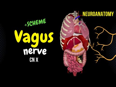 CN 10: Vagus Nerve (Scheme, Pathways, Branches) | Neuroanatomy