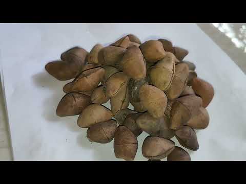 Kaner Ornamental Tree Seed  (Thevetia peruviana / Thevetia nerifolia)