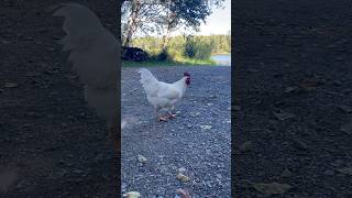 Download lagu Dia sangat tampan #ayamjantan #ayam #hewan #video pendek #video #hewan #ayamjantan #ayam #video pendek #video mp3 Download lagu Dia sangat tampan #ayamjantan #ayam #hewan #video pendek #video #hewan #ayamjantan #ayam #video pendek #video mp3