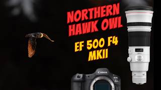 Bird of Prey in the Sunset: Northern Hawk Owl | Canon R5 Mark II + EF 500mm f/4 Mark II
