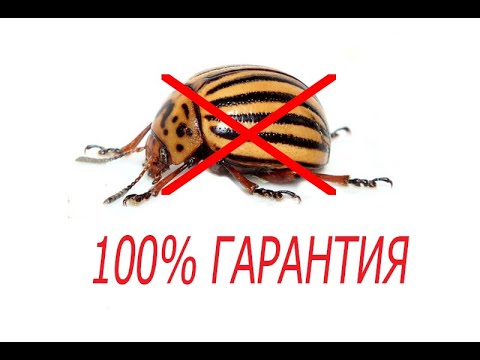 Эффективные препараты от колорадского жука
