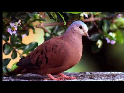 Rolinha Cabocla - Daniel