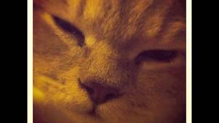 mewithoutYou - In A Sweater Poorly Knit (Hipster Parody)