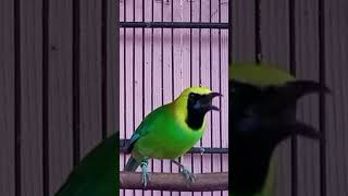 Download lagu CUCAK RANTING GACOR MEMANGGIL LAWAN NGEBUT mp3