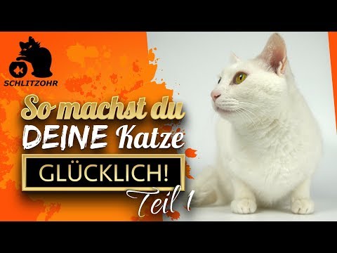 🔥How to make your cat happy | 5 tips | Part 1 of 3