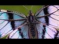 Butterfly Wings Colors In 4K