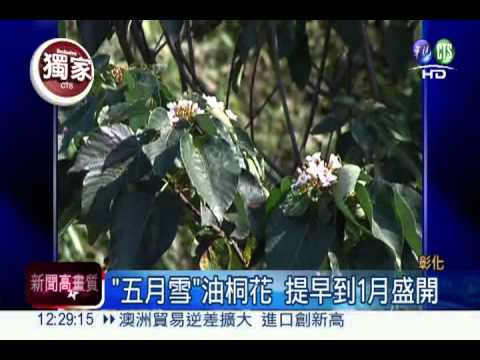 怪天候亂花期 油桐花提早綻放