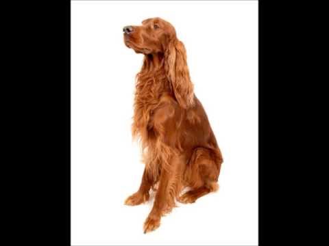 Irish Setter