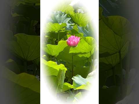 アイリス、シュードアコルス、植物、花、常緑樹、葉、水生端、池、プール、庭