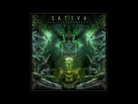 Sativa – From The 7th