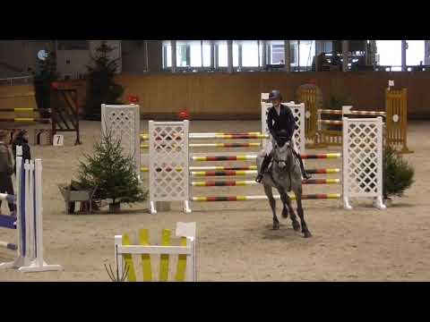 SOLD Timpex I Q 7 y/o stallion by timphex Csatadal (Stolzenberg) x Landgraf I placed 125