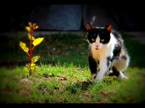 La Pajarita Pechiblanca - Indio Solari