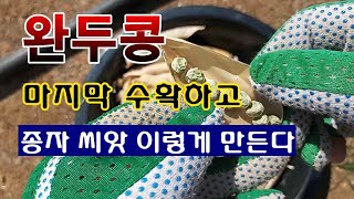 [텃밭농부 1,515]  완두콩 마지막 수확 하고, 씨앗 채종하는 방법. #완두콩재배