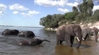 preview picture of video 'Chobe Wildlife Rescue, Botswana - Bath Time For Elephants'