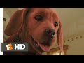 Clifford The Big Red Dog 2021 Clifford Meets The Bully Scene 5 10 Movieclips