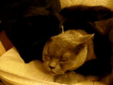 Ach, ta láska kočičí!