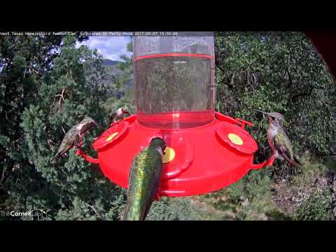 Male Lucifer Hummingbird – West Texas Hummingbird Cam – Sept. 7, 2017