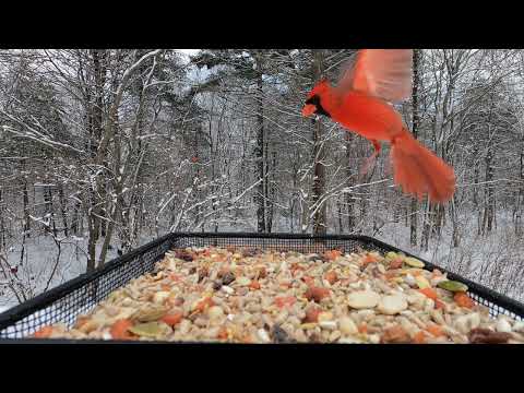 Winter Traffic (Bird Feeder)