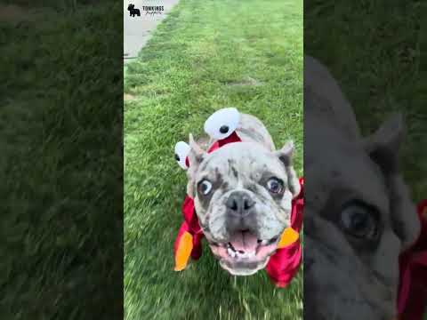 Video 4