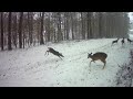 Even Deer Are Enjoying The Georgia Snow