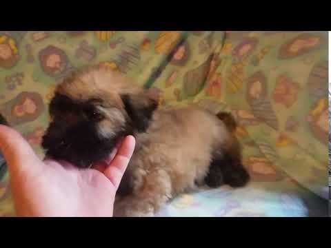 He is sweet and lovable and AKC registered
