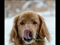 Dog Breeding Moans Crying Breeding Moans Braking Nasa Catxxx