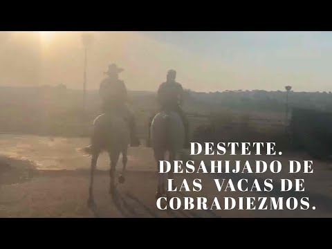 CAMPO BRAVO. TOROS DE LIDIA.DESAHIJADO DE LAS VACAS DE COBRADIEZMOS. EL DESTETE.