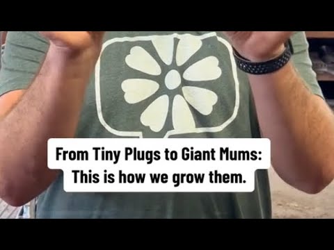 🌱From Tiny Plugs to Giant Mums: This is how we grow them