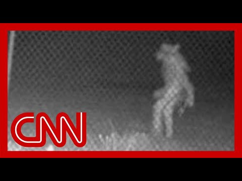 カメラに映った謎の生物に当局も困惑 (Mystery creature caught on camera has authorities stumped)