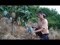 King Kong Ｍango The Biggest Mango I Have Ever Seen
