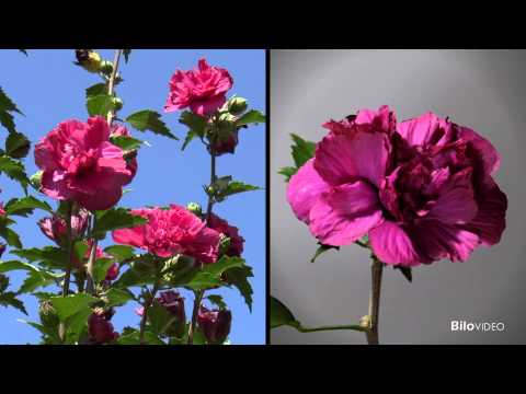 Hibiscus in my garden (timelapse)
