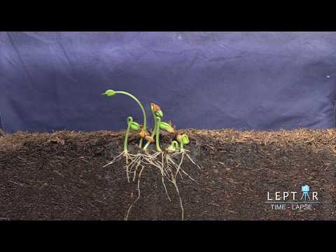 Mung Beans Roots Time-Lapse
