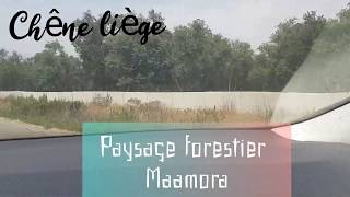 preview picture of video 'Forêt de la Maamora/Paysage forestier du chêne liège/Maroc '