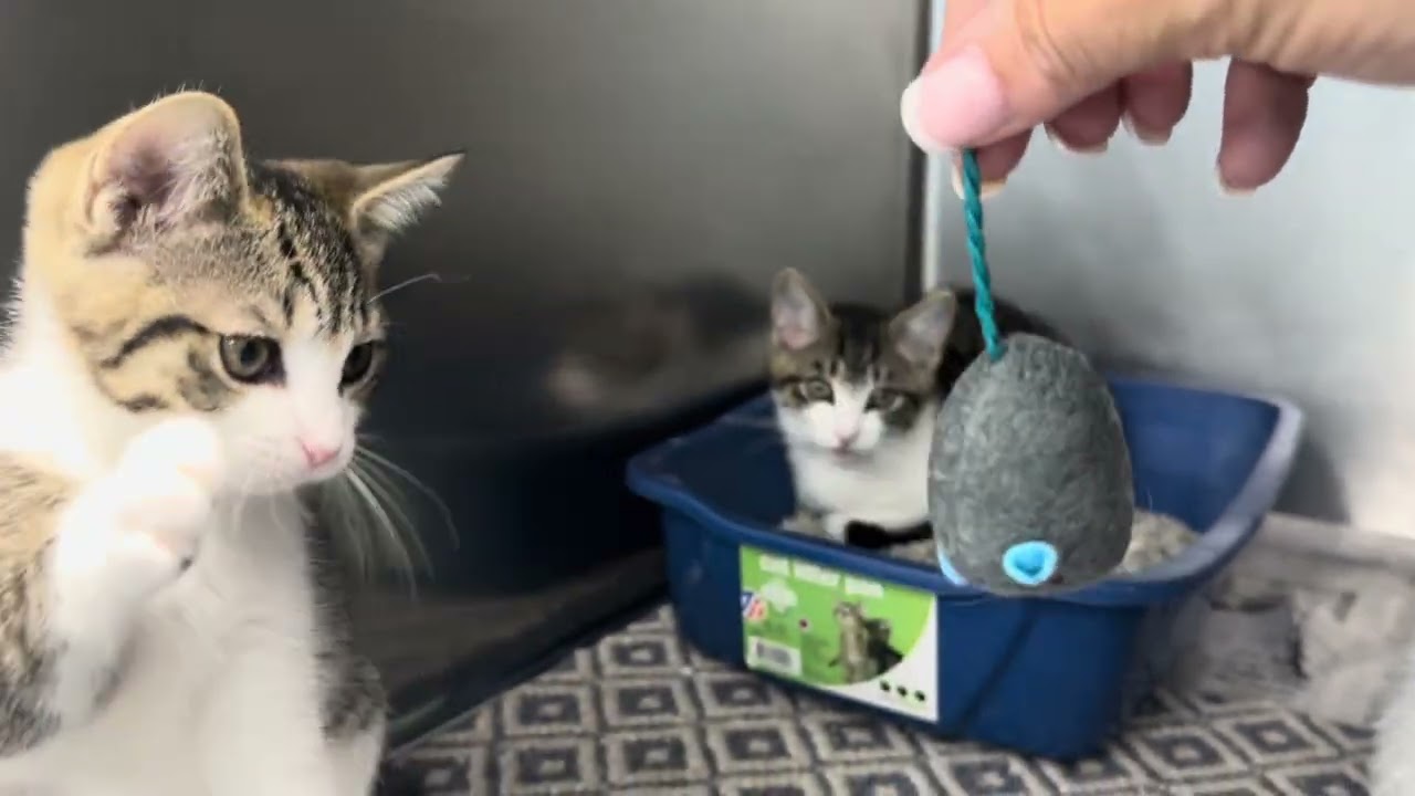 Mojito Coquito Modelo & Paloma, a ADOPTABLE Domestic Short Hair in Clifton, NJ video 6/6