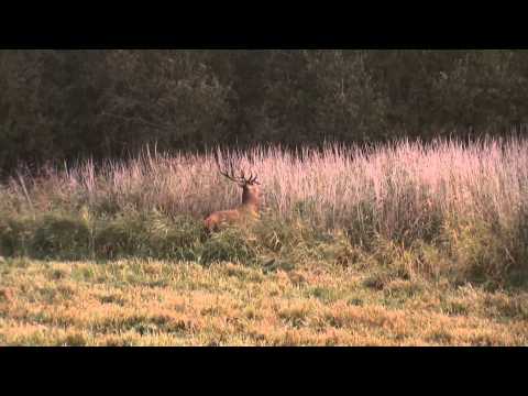 Athina Hunting Tours Red Stag Hunt With Tim Heraldmov   YouTube