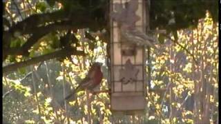 Nancy Today: Early morning birds ASMR Birds 'Sounds of Nature'