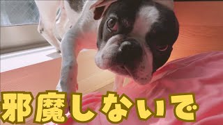 【フレブルvlog】お昼寝の邪魔するとこうなります💦　　　　　　　　　　　　　　　　　　　　　　    "This is what happens when you disturb a nap.💦"