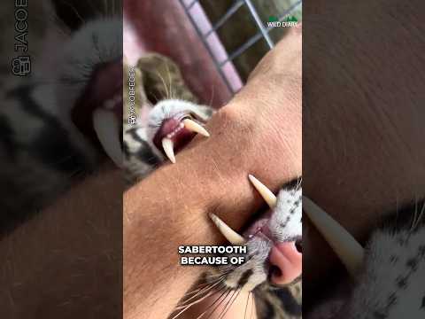 Clouded Leopard #cute #animals